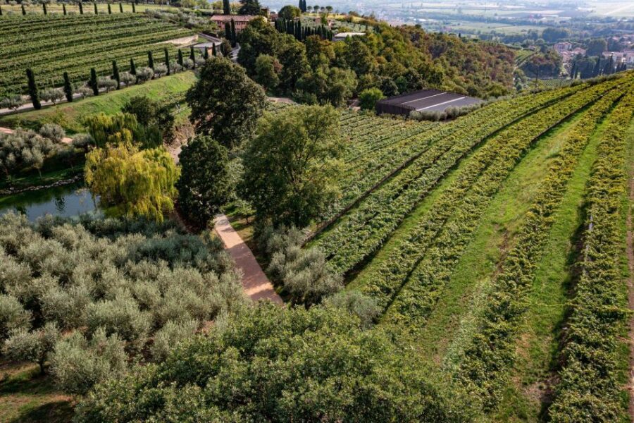 Valpolicella: Winery Tour, Blind Tasting & Light Lunch