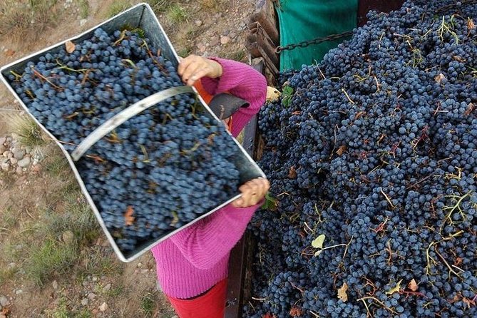 Vineyards With Wine Tasting in Mendoza