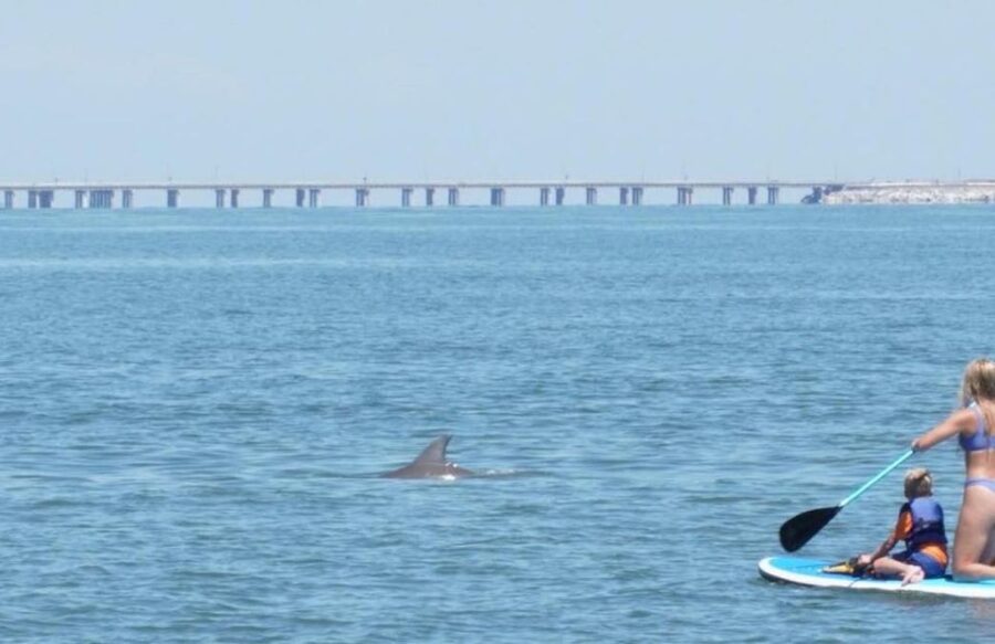 4 Best Dolphin Watching Tours In Virginia Beach