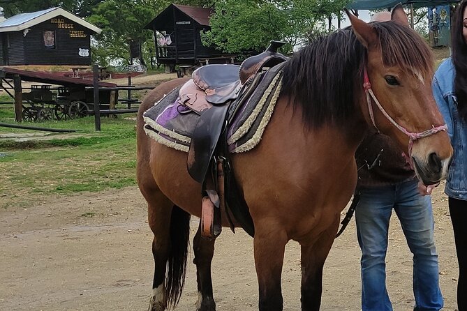 Visit a Farm and Horseback Riding in Nature - Overview of the Experience
