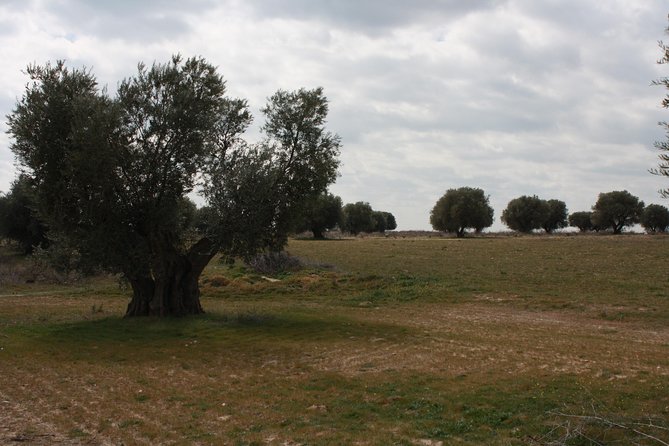 Visit Olive Grove Centenary With Oil Tasting Course