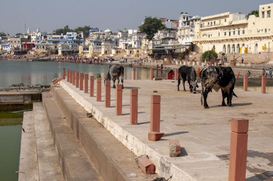 Visit Pushkar From Jaipur With Jodhpur Drop Without Guide - Tour Overview