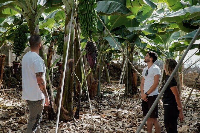 Visit to the Banana Growing Farm in Santa Cruz De Tenerife