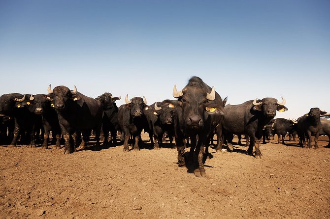 Visit to the Bufale and Dairy Farm With Cheese Tasting - Overview and Experience