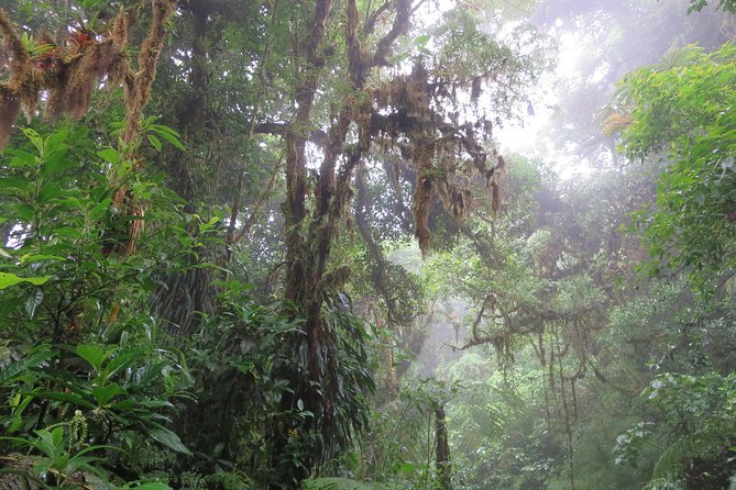 Walk in Monteverde Cloud Forest