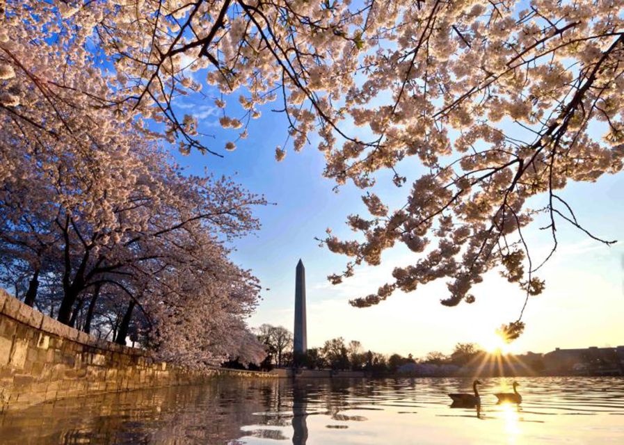 Washington: Cherry Blossom Tour