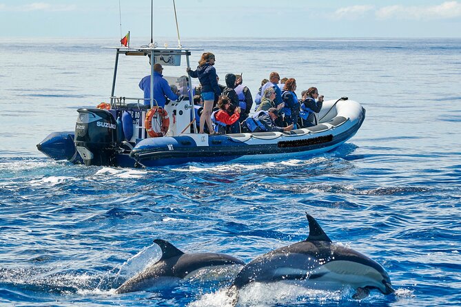 2 Best Dolphin Watching Tours In Pico