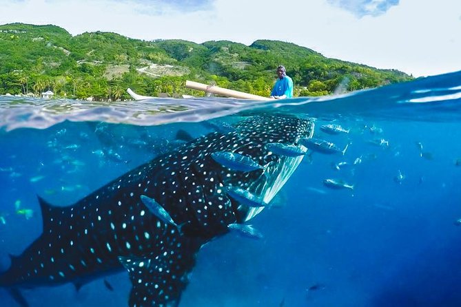 Whale Shark Encounter and Tumalog Waterfalls Tour