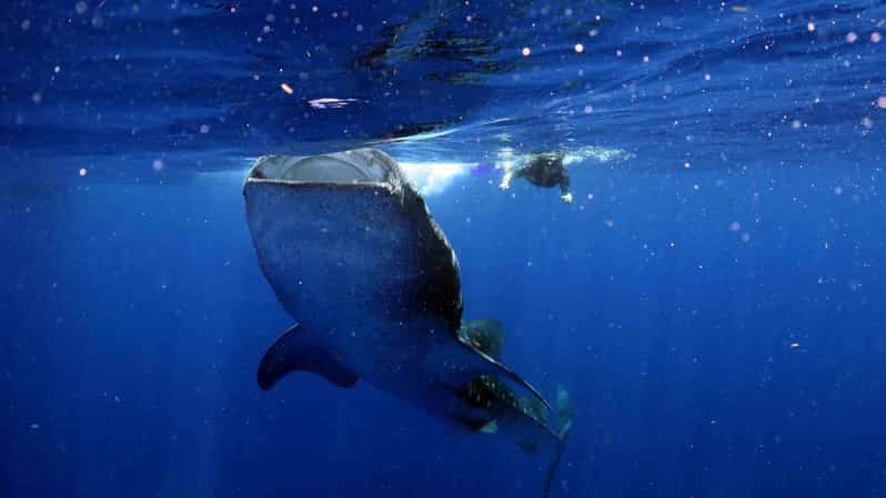 Whale Shark Encounter With Ceviche in Playa Norte