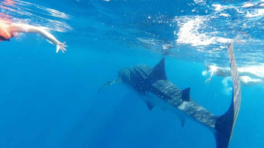 Whale Shark Snorkeling Tour