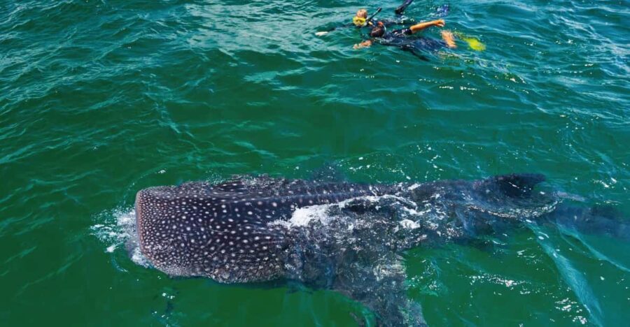 Whale Shark Swimming Adventure With Transport From CANCUN
