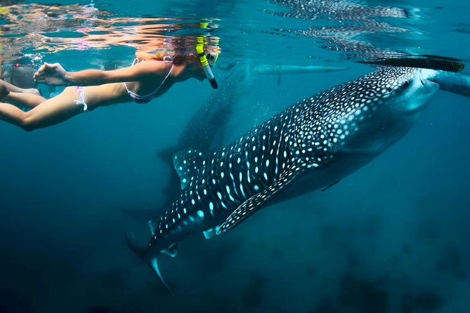 Whale Shark Watching and Sumilon Sandbar Private Tour Package