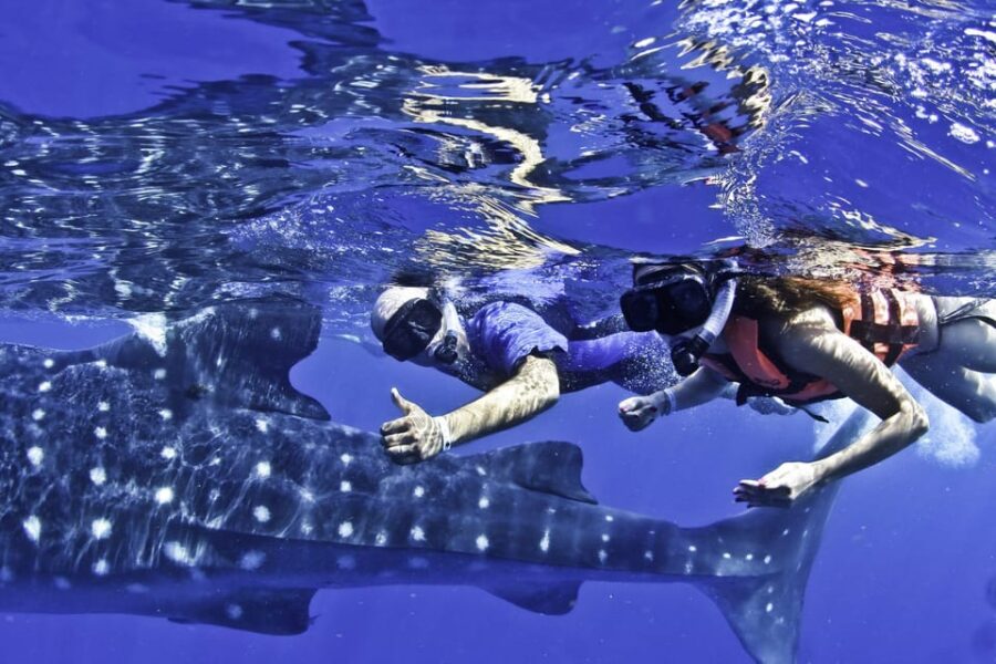 Whale Shark