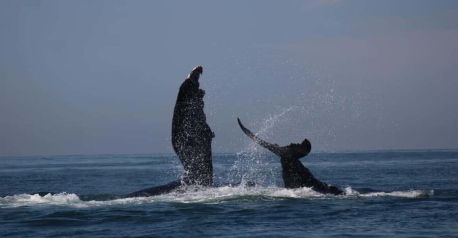 Whale Watching