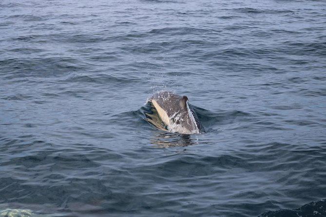 Whale Watching and Jeep Tour
