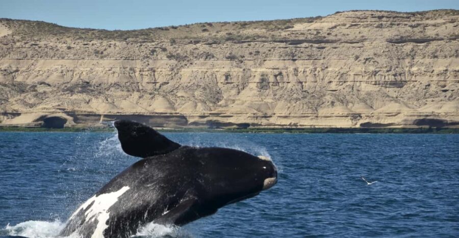Whale Watching Boat