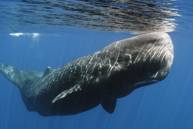 Whales and Dolphins Watching Mirissa