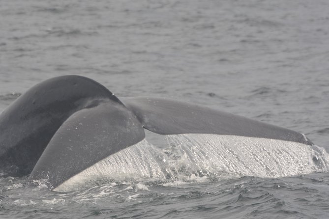 2 Best Dolphin Watching Tours In Bentota