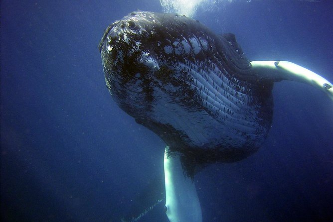 Whales Watching Mirissa