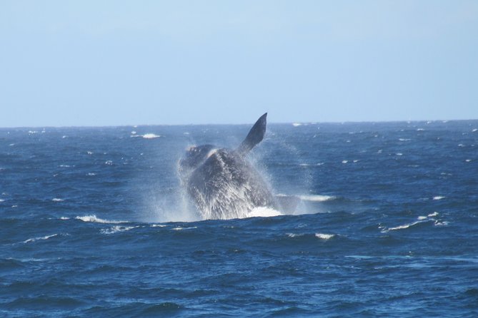 Whaling Search – Whale Watching by Land