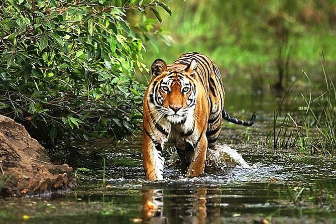 Wildlife and Cultural India Tour