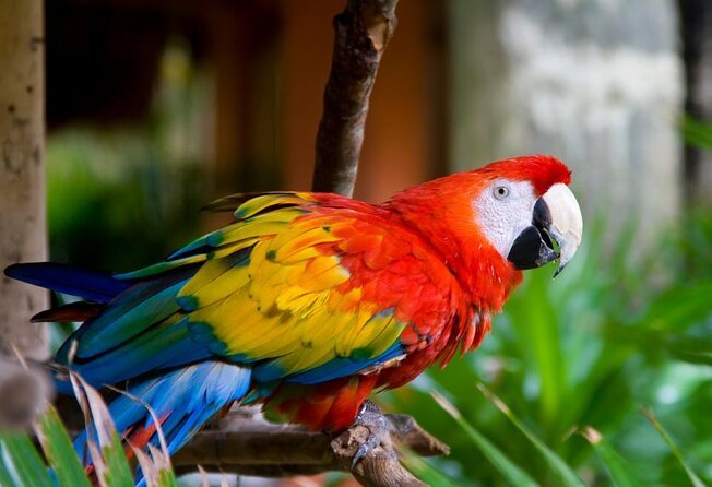 Wildlife Odyssey: Hike in Carara Park & Tarcoles River Adventure - Tour Overview and Highlights