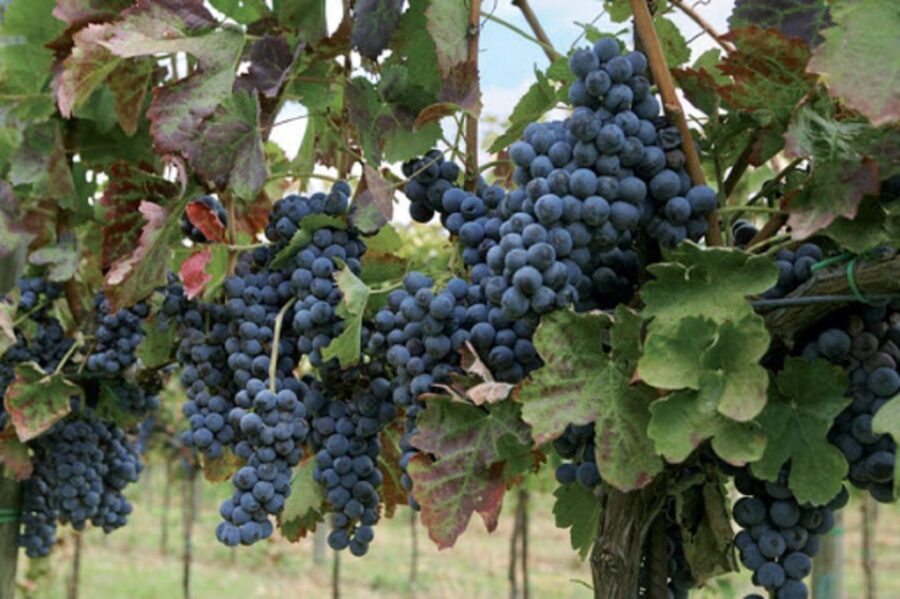 Wine Tasting Experience on the Slopes of Vesuvius