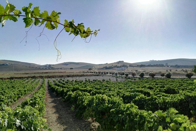 Wine Tourism Half Day Tour