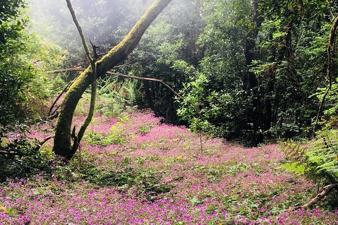Wonderful Hike Through the Magic Forest of Tenerife