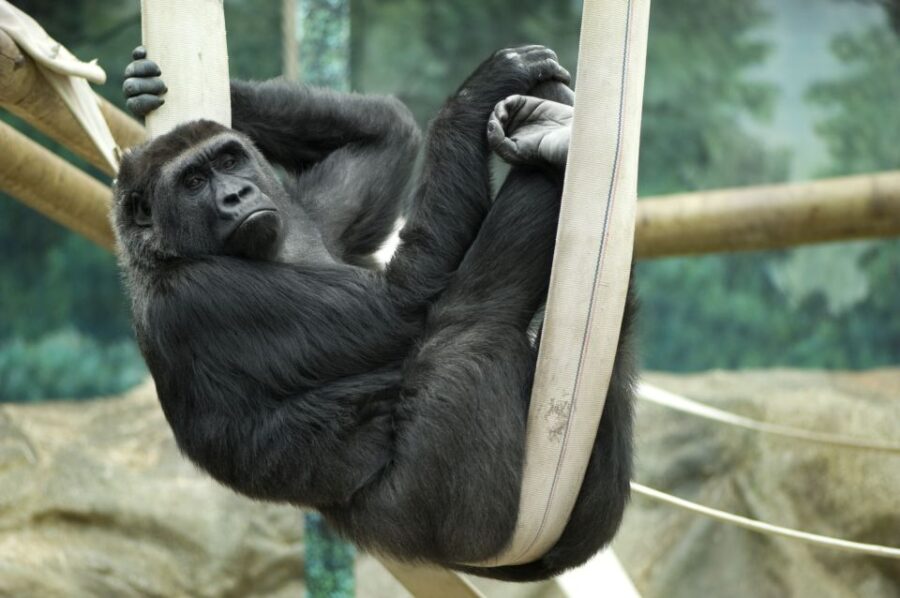 Wroclaw: Zoo With Private Transport and Tickets