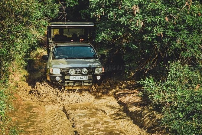 Yala Full Day Leopard Safari Tour With Picnic Lunch
