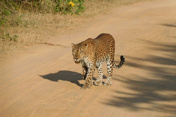 Yala National Park Safari Tours – 2 Options