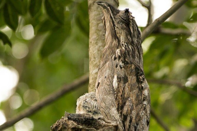 Yaxha VIP Exclusive Tour From Flores Guatemala