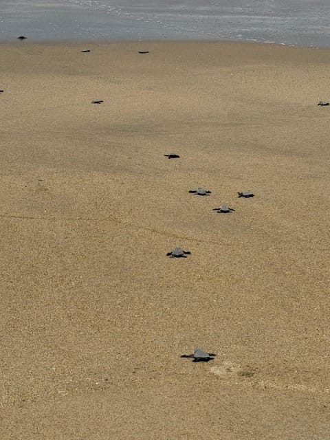 Zihuatanejo: Turtle Release Experience at Playa Blanca