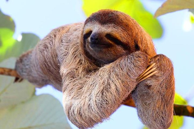 Zipline, Sloths & Monkeys, Chocolate Factory, Private Vehicle for Cruise Family