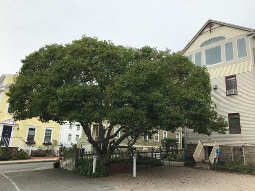 Artful Lodger - Breakfast and Dining