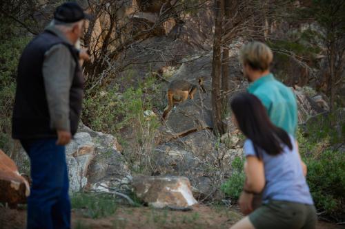 Discovery Resorts - Wilpena Pound - Accommodation Options