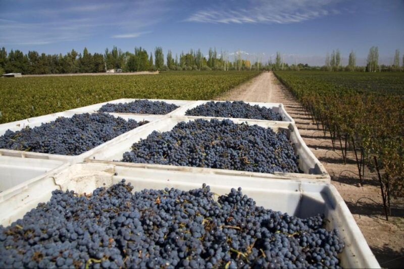 Mendoza: Wine Roads Half‐Day Tour With Regional Lunch - Itinerary and Experience