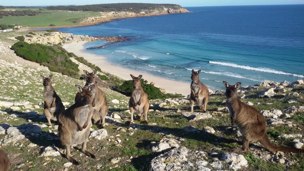 Waves & Wildlife Cottages Kangaroo Island - Accommodation Details