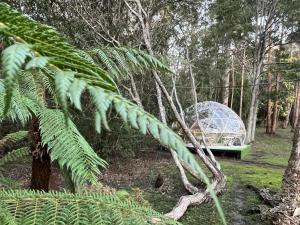 Base Glamp Bruny - Heated Tents for 8 People - Luxury Tent Accommodations