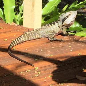 Byron Bay Rainforest Resort - Guest Ratings and Reviews