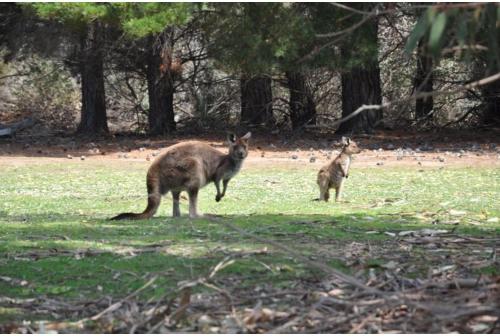 Discovery Parks - Kangaroo Island - Cabin Amenities