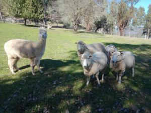 Riverbend Homestead - Guest Experience