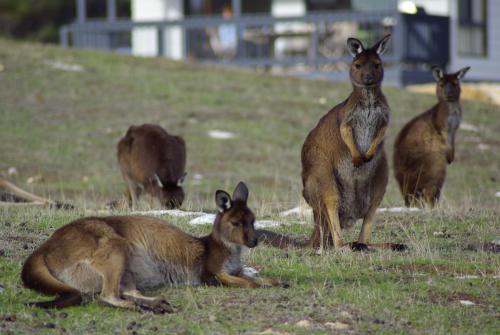Waves & Wildlife Cottages Kangaroo Island - Guest Experiences