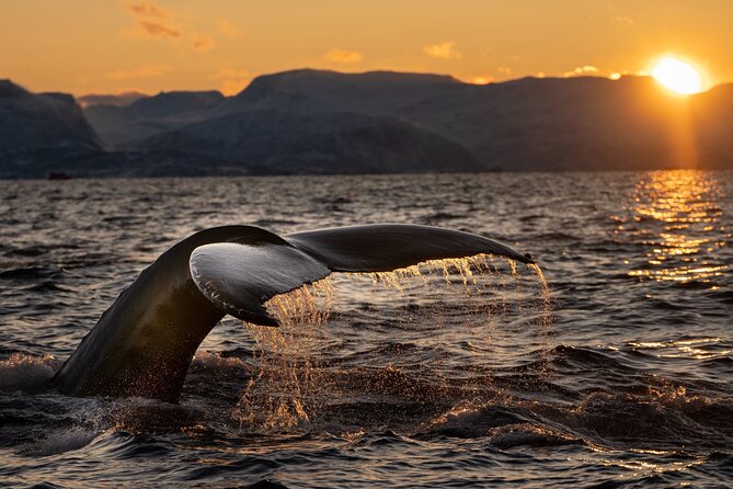 4-Day Guided Whale Adventure: the Greatest ECO Whale Experience in the North