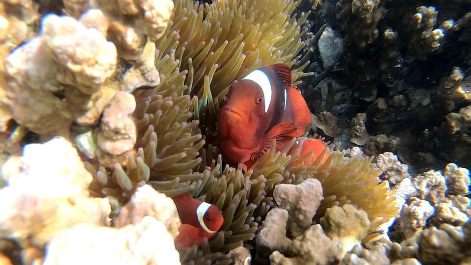 Palawan: Adventure of Dugong Watching and Island Snorkeling | Power ...