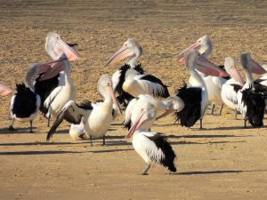 Pelican Sands Scamander - Dining and Facilities