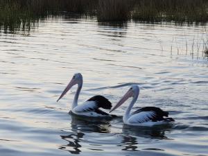 PS Federal Retreat Paddle Steamer Goolwa - Outdoor Activities and Nature Encounters