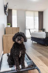 Adelaide Road Motor Lodge - Booking and Reservations