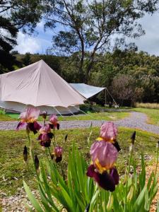 Glamping at Zeehan Bush Camp - Policies and Regulations